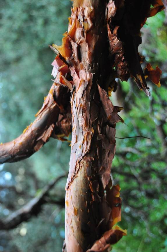 Árvore de Quinua e seu tronco com 'folhas de papel', no Parque Nacional Cajas, na região de Cuenca, no Equador